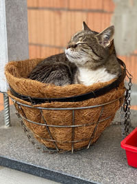 Close-up of a cat sitting in basket