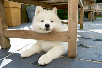 White dog sitting on wood