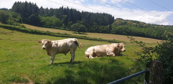 Cows in a field