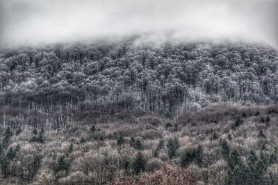 Scenic view of forest against sky