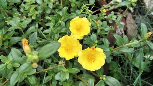 Close-up of yellow flowers blooming on field