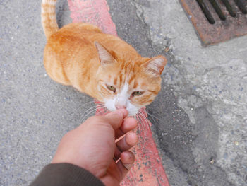 cat