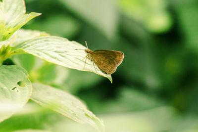 Close-up of butterfly pollinating on flower