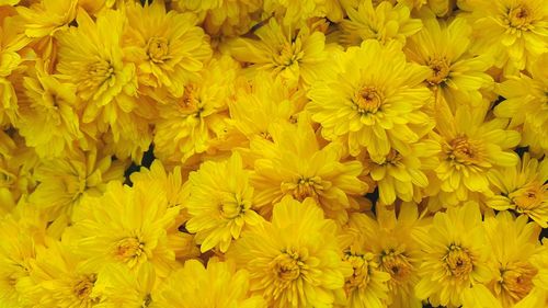 Close-up of yellow flower