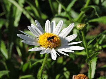 Close-up of insect on white flower