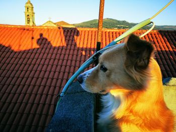 Close-up of a dog looking away