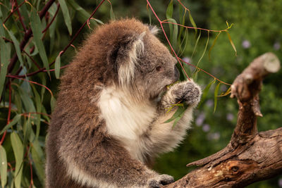 Close-up of a monkey on tree