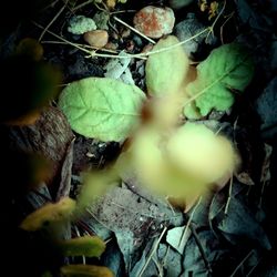 Close-up of fruits growing on field