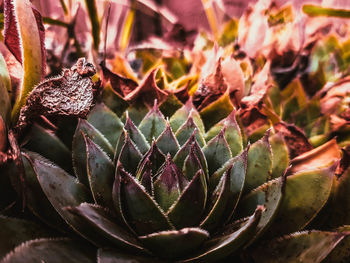 Close-up of succulent plant