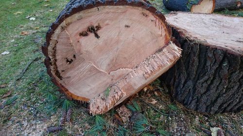 Close-up of tree stump