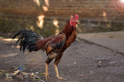 Close-up of a rooster