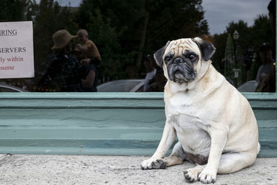 Dog sitting on the ledge
