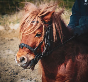 Close-up of horse in field