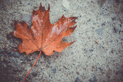 Close-up of fallen maple leaf on land