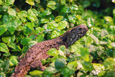 Close-up of a lizard