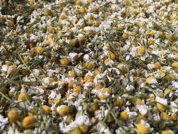 Full frame shot of flowering plants on field