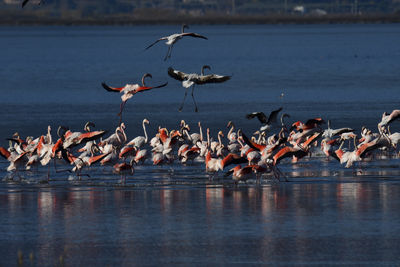 Seagulls flying over lake