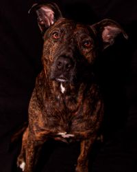 Portrait of dog sitting against black background