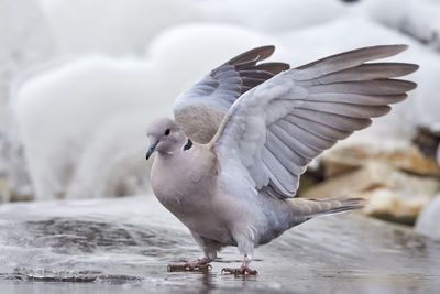 Close-up of seagull flying