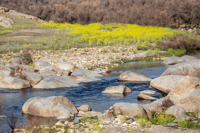 Scenic view of stream flowing through rocks in forest