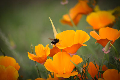 Close-up of bee pollinating on orange flower