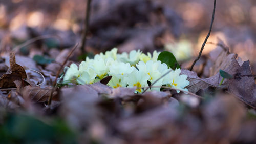 plant