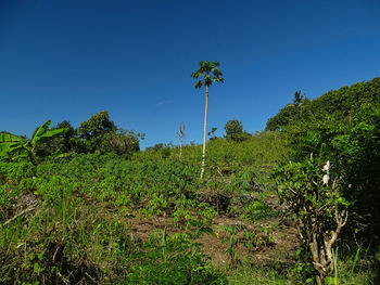 Plants and trees on field against clear sky