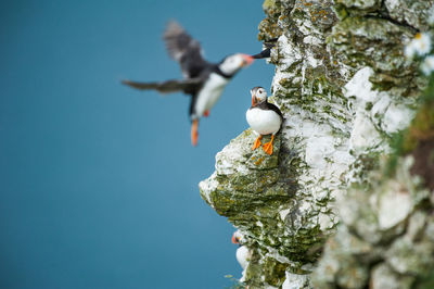 Puffins on rocks