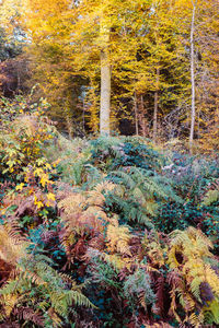 Pine trees in forest during autumn