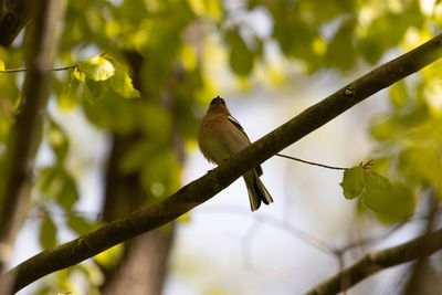 Low angle view of bird perching on branch