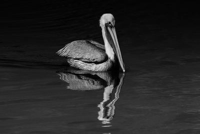 Pelican swimming in lake at night