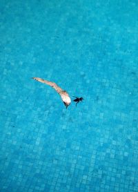 Close-up of bird flying