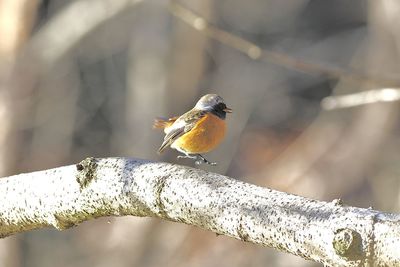 Close-up of bird perching on branch