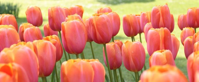 Close-up of pink tulips