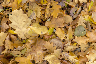 High angle view of maple leaves