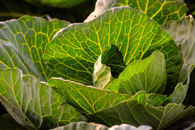 leaf