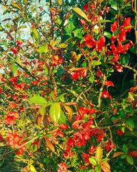 Close-up of red berries on tree