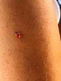 Close-up of ladybug on beach