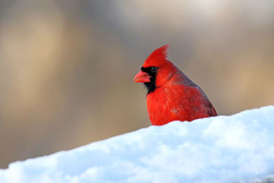 Close-up of northern cardinal in snow