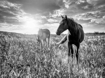 Horses in the field