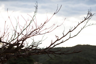 Close-up of bare tree against sky