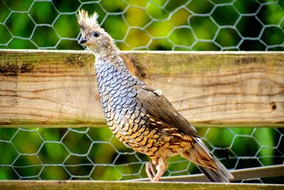 Close-up of bird perching on wood