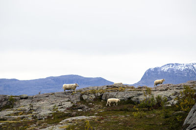 Sheep on landscape against sky