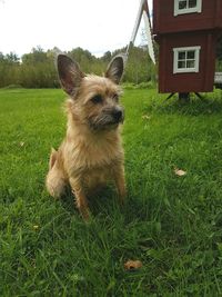 Dog on grass