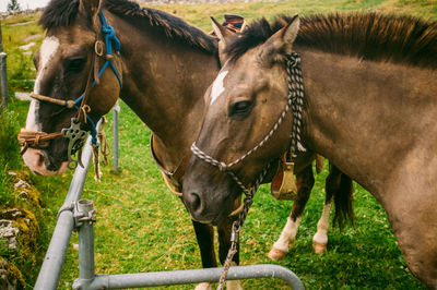 Horse standing on field