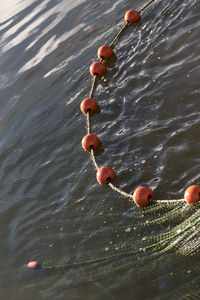 Lotus floating on water