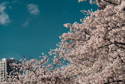 Low angle view of cherry blossom tree against sky