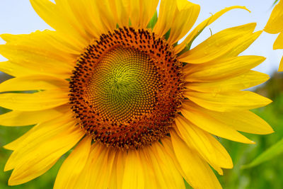 Close-up of sunflower