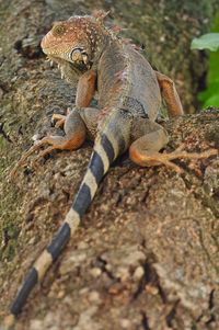 Close-up of a lizard on rock