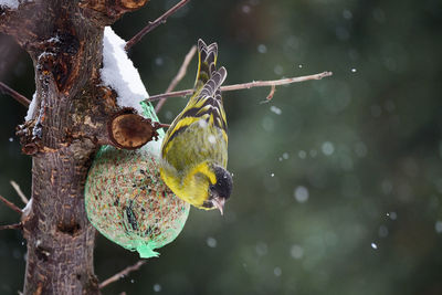 Close-up of bird perching on tree